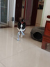 智宙狗狗衣服中型犬秋冬款保暖柴犬泰迪比熊法斗柯基学院风卫毛衣秋季 酒红学院风毛衣 XL适合14斤内 实拍图