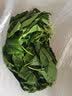 沃绣 【当天发货】新鲜桑叶 现摘大小蚕嫩桑叶新鲜大桑叶养蚕宝宝食物 【发顺丰】桑叶500克/送结茧网 实拍图