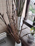 欧芽干枝雪柳泡水开花水培花卉室内花卉植物客厅卧室花卉干花 鲜枝龙柳1米高20支 实拍图