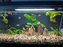 森悠（SARYOR）金苔鼠淡水鱼鱼缸清洁鱼观赏鱼热带鱼好养工具鱼吃垃圾鱼 彩虹鲨2条+粉红鲨2条 实拍图