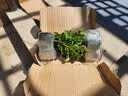 清韵伊人 月季花苗树苗四季开花特大花盆栽地载花苗庭院阳台爬藤 金丝雀【不爬藤】 实拍图