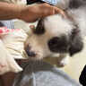麦富迪狗粮 藻趣儿狗粮成犬粮牛肉螺旋藻 均衡营养2.5kg 实拍图