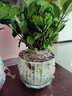 开时果 栀子花盆栽浓香型四季开花卉 阳台花卉好养绿植物源头直发包邮 蓝花瓷盆【120#栀子花】 实拍图