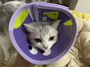 KimPets宠物伊丽莎白圈猫咪防舔头套狗狗防抓挠防咬项圈脖圈绝育驱虫用品 【轻盈无拘束】大眼萌萌 S(颈围15-21cm 适合0-6斤宠物) 实拍图