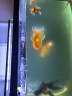YEE鱼缸超白背滤客厅生态桌面金鱼缸造景缸家用龟缸自循环水草缸 一体式40标准套餐（+滤材） 晒单实拍图