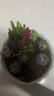 疏影暗香 多肉植物套装多款入门肉肉盆栽多肉组合区办公室室内萌肉植物 随机多肉10颗 碗莲花盆 营养土 实拍图