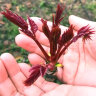 农大姐妹香椿 香椿芽新鲜头茬香椿芽叶 山东红油香椿 新鲜野菜香椿嫩芽叶 现摘嫩芽2斤（顺丰冷链） 实拍图