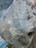 北京同仁堂艾叶生姜泡脚包艾草老姜足浴粉足浴包家用泡脚包养生冬 体验装一盒装900g 冬季泡脚手脚冰凉睡前泡全家适用 实拍图