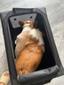 DO DO PET宠物车载笼猫笼狗笼可折叠大中小型犬狗狗宠物笼猫狗坐车隔离笼子 黑色-四面网布开口款 M码（66×45×45cm）全车型后排 实拍图