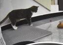 pidan猫玩具弹力球3只装跳跳球逗猫玩具猫狗自嗨解闷互动宠物用品  晒单实拍图