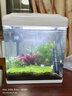 云峰海瑞 鱼缸造景真活体水草草坪水草种子鱼缸草缸造景水族箱装饰前景 迷你矮珍珠盒（长方盒）1盒 实拍图