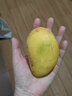 探味君 海南贵妃芒 应当季时令青红金龙热带新鲜水果小芒果整箱批发 净重2.8-3斤 【中果】单果100-150g 实拍图
