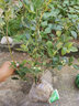 稔秋新品种L25蓝莓苗当年结果蓝莓树阳台盆栽地栽南北方种植原土发货  新品种L25【全国种植】 6年苗【结果多多】 实拍图