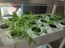乾元益菜 阳台无土栽培蔬菜种植机水培设备家用种菜神器室内家庭种植箱 新款三层立体水循环带灯套装 大 实拍图