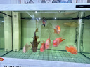 森森（SUNSUN）鱼缸过滤材料细菌屋玻璃环生化球麦饭石水族滤材过滤用品 小号纳米细菌屋20根【贈水质安定剂胶囊】 实拍图