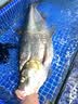 天元全水域纳米浮漂鲢鳙漂综合漂大物漂浅水漂高灵敏行程鱼漂 实拍图