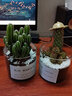 绿荫巷子多肉植物仙人掌盆栽肉肉室内桌面创意绿植小盆栽带盆 3杯【多肉可自选】玻璃杯含土砂 实拍图