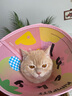 KimPets宠物伊丽莎白圈猫咪防舔头套狗狗防抓挠防咬项圈脖圈绝育驱虫用品 【防水防挣脱】幸运多巴胺 L(颈围31-37cm 适合13-26斤宠物) 实拍图