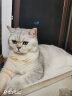 BOTH 羊奶猫布丁 猫零食果冻 奶酪布丁 15g*50粒(桶装) 晒单实拍图