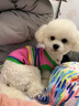 MIKI PAD狗狗衣服秋冬加厚保暖背心猫咪衣服宠物毛衣小型犬比熊泰迪雪纳瑞 彩虹条纹毛衣 L 胸围43cm(参考体重10-15斤) 实拍图
