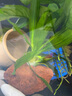 疯狂水草（FKSC）真水草鱼缸造景套餐净化水质懒人鱼缸水草植物直接入缸蜈蚣草 芭榕【火山石底座】 实拍图