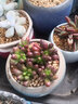 迎虞花苑多肉植物新款精品稀有进口小贵货清棚四季罕见含盆土冬季名贵 红背椒草群 圆球陶瓷盆种好发货 晒单实拍图