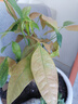 发财树盆栽大植物室内办公室桌面客厅小盆景招财树苗绿植花卉盆栽 中单杆发财树 5-8cm【原盆】 【送肥料】 实拍图