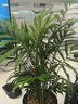 九千谷袖珍椰子树盆栽绿植花卉凤尾竹散尾葵盆景四季常青源头直发 实拍图