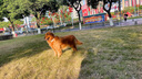NOW FRESHnow狗粮四叶草小型犬粮无谷小型犬全龄狗粮进口犬粮 无谷成犬粮25磅/11.4kg（24.11） 实拍图