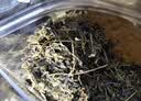 煜树小叶苦丁茶毛冬青茶嫩芽云南毛冬青毛冬青新货 小叶苦丁250g 实拍图