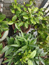 益绮椛含笑树苗盆栽庭院阳台四季香室内花卉观花植物室内花苗植物花卉 五年苗花多叉多 不含盆 实拍图