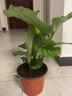 室内绿植花卉盆栽孔雀竹芋 猫眼彩虹绿植盆栽植物 大苹果竹芋40-60厘米高 原盆原土发货 含原装简易塑料盆 实拍图