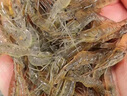 太湖海【有机淡水虾】新鲜河虾鲜活冷冻无污染南都湖小青白虾类海鲜水产 有机淡水小河虾（200g/份） 实拍图