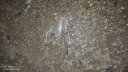 慕馨（moosen）玻璃杯茶杯男高端商务办公室泡茶杯茶水分离杯子智能便携车载水杯 尊贵黑(关注得杯套杯刷） 晒单实拍图