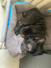 维克药浴派奥洁猫藓猫癣真菌感染沐浴露宠物狗狗螨虫康泰乐猫咪皮肤病 维克康泰乐(刮码）+洗澡刷 实拍图