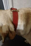 KAMPET狗狗项圈刻字大型犬中型小型犬大狗小狗圈狗脖套牵引绳狗绳真牛皮 红色项圈 L 头层牛皮 实拍图