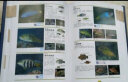 海水鱼大图鉴 1000种深海鱼成长图鉴大全 太平洋海洋动物4K图鉴书 海洋世界儿童书揭秘海洋百科全书海底生物彩色图鉴书籍 实拍图