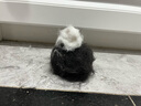 aumuca猫梳子宠物猫毛狗毛梳子祛浮毛神器猫咪梳子长毛猫刷宠物用品 祛毛套装B【浮毛梳+开结梳】 实拍图