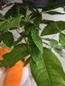 发财树盆栽室内植物客厅绿植大型室内大棵盆景办公室摆件花卉h 【发财树】1.1-1.2米独杆款（福字款) 不含盆 实拍图