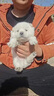 旺园兴中华田园犬家养幼犬土狗小狗混血狗大黄狗活体种狗崽 实拍图