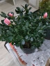 意轩迷你微型月季钻石玫瑰花卉植物欧洲月季盆栽绿植四季开花 粉红色原装盆带土栽好发货 实拍图