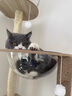 CHONLDERL猫爬架猫窝猫树一体大型太空舱通天柱猫架剑麻玩具猫抓板猫咪用品 【8层双太空舱】猫乐园ML-3 实拍图