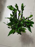 锦枫（jinfeng）富贵竹观音竹水培植物水培花卉盆栽大叶竹转运竹水养客厅绿植水养 50cm开运竹直竹10棵(带根好养) 不含盆 实拍图