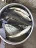 美人鱼（Mermaid） 钓鱼线原丝竞技钓线柔软不打卷台钓线50米强拉力台钓线 主线5.050米 实拍图