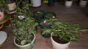 美乐棵（Scotts Miracle-Gro）家庭园艺植物骨粉226g/瓶花卉绿植肥料花肥进阶版 实拍图