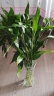 墨一富贵竹水培绿植植物转运竹盆栽室内 富贵竹12根60cm（瓶随机发） 晒单实拍图