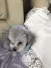 嬉皮狗（hipidog） 狗狗衣服秋冬季泰迪衣服小型犬保暖打底衫防掉毛比熊幼犬衣服 杏色小熊绒衣 S (建议体重4-6斤) 实拍图