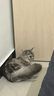 博乐丹化毛球片 猫咪化毛球片洁牙专用化毛膏猫草片调理肠胃吐毛球排出毛球 化毛球片 200片\瓶*1（商家仓） 实拍图