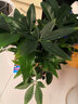瑰玮送货上门辫子发财树大型绿植室内花卉家居盆栽办公室客厅开业乔迁 辫子发财树约40-50厘米 含塑料盆（普通塑料盆） 实拍图