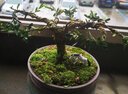 嗨绿黄杨老桩盆景树苗雀舌皱皮造型小叶盆栽绿植室内客厅好养树桩植物 老桩黄杨+天青盆621+底座 实拍图